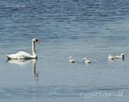 Cygne tubercule_7094.jpg